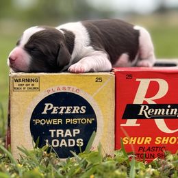 Boy - Liver and white male Brittany puppy in Elko, Georgia from HillTop Brittany Kennel