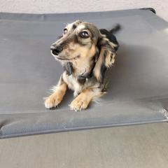 Baby Rini - Dachshund