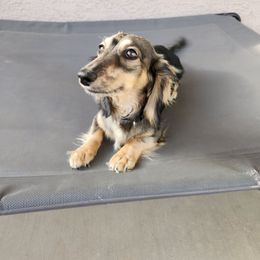 Baby Rini - Dachshund