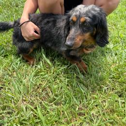 Hammy - Dachshund
