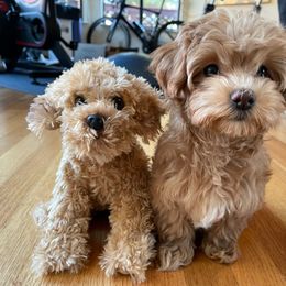 Maltipoo All Grown Up from Maltipoo FurBabies