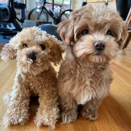 Maltipoo All Grown Up from Maltipoo FurBabies