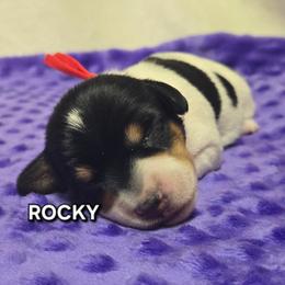 Rocky-wirehair - Black and tan male Dachshund puppy in Blair, Oklahoma from North Fork Doxies-Okla