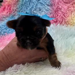 Blue baby boy - Blue and gold male Yorkshire Terrier puppy in Milton, Florida from Sassenach Yorkie Kennels