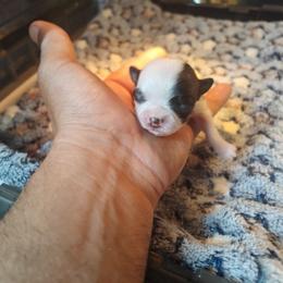 Dolly - Chocolate and white female Chihuahua puppy in Gray, Louisiana from Chi Chi's Place LLC