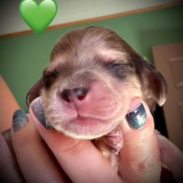 Khaos Theauxry - Dapple male Dachshund puppy in Cadillac, Michigan from Winzig Ranch