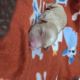 Cream boy 1 - Cream male Dachshund puppy in West Plains, Missouri from Spring Creek Dachshunds