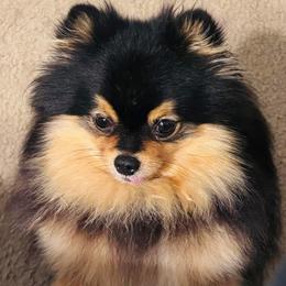 Jazzy - Pomeranian