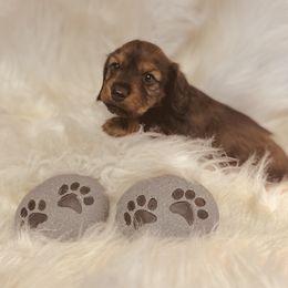 Dachshund Puppies from The Gentle Kennels