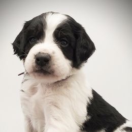Aussiedoodles, Bernedoodles, and Goldendoodles from Mikkiana's Doodles