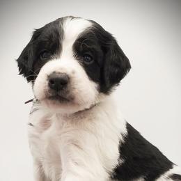 Aussiedoodles, Bernedoodles, and Goldendoodles from Mikkiana's Doodles