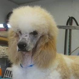 Poodles from Kokopelli Standard Poodles