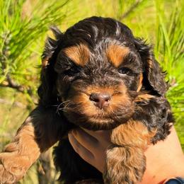Nuzzles - Brown and tan female Cockapoo puppy in Indiahoma, Oklahoma from Phamily Doodles
