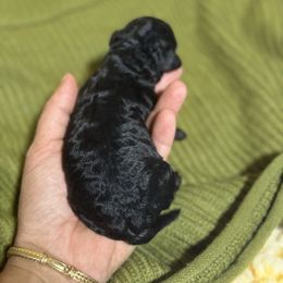 Girl 2 - Black female Poodle puppy in Monetta, South Carolina from Moonrise Poodles