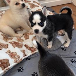 Bella - Black and white female Pomsky puppy in Mannington Township, New Jersey from Little Husky Hutt