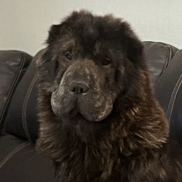 Puff - Chinese Shar-Pei