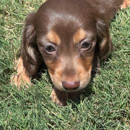 Margret AKC 3425 - Chocolate and tan female Dachshund puppy in San Angelo, Texas from Dachs on the Farm