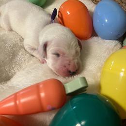 Boy 2 - White and black male Dalmatian puppy in Claremore, Oklahoma from Lotsofdots Dalmatians