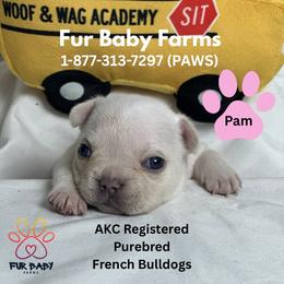 Pam - White female French Bulldog puppy in Michigan from Fur Baby Farms