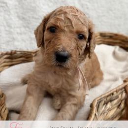 Pink Girl - Cream female Goldendoodle puppy in Carthage, Tennessee from Willows Doodles
