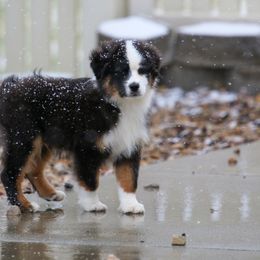 Australian Shepherd, Miniature American Shepherd, Miniature Australian Shepherd, and Toy Australian Shepherd Puppies from Painted Blue Aussies