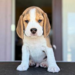 MOCHI - Blue Boy - Black tan and white male Beagle puppy in Las Vegas, Nevada from Vegas Valle Beagles