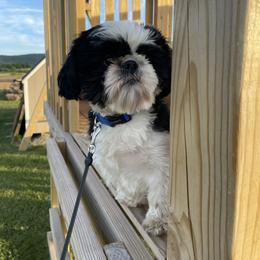 Brew - Shih Tzu