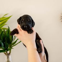 Maleficent - Phantom female Goldendoodle puppy in New River, Arizona from Sonoran Standard Doodles
