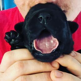Labrador Retriever Puppies from Edgewood Farm Kennel