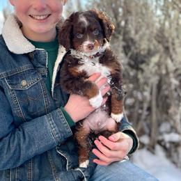 Nerf - Red tri-color male Assorted Doodle Crosses puppy in Randolph, Utah from Dry Canyon Pups