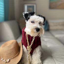 Chanel - Miniature Schnauzer