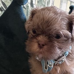 Shih Tzus from Nancy’s Lil’Shih Tzus