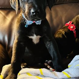 Great Dane Puppies from Florida Danes