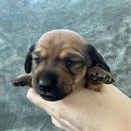 Zuri - Cream female Dachshund puppy in Memphis, Tennessee from River City Doxies