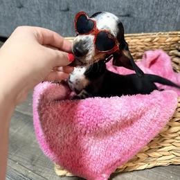 Buckwheat - Piebald male Dachshund puppy in Crossville, Tennessee from Golden Critter Farm