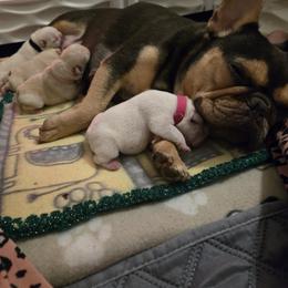 French Bulldog Puppies from Diamond Dreams French Bulldogs