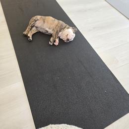 Boston Terrier, Bulldog, and French Bulldog Puppies from Willamette Valley Bullies