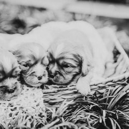 Cavalier King Charles Spaniel Puppies from Cavi Cutie Collective