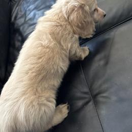 Maxx - Cream male Dachshund puppy in Visalia, Kentucky from DachGraston Dachshunds