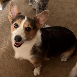 Daisy - American Corgi