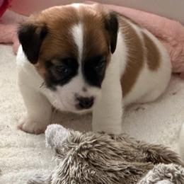 Banner - Tri-color male Jack Russell Terrier puppy in Berthoud, Colorado from Shelby Burleson's Golden Retrievers and Jack Russell Terriers