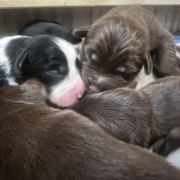 Australian Shepherd Puppies from Tails of an Ausshole