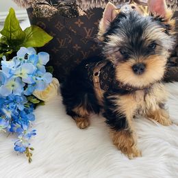 Yorkshire Terrier Puppies from Green Mountain Designer Yorkies