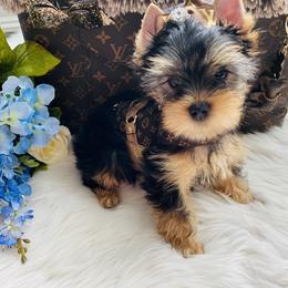 Yorkshire Terrier Puppies from Green Mountain Designer Yorkies