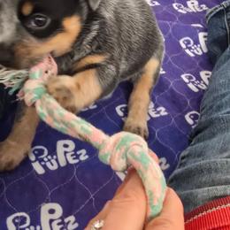 Betty - Blue female Australian Cattle Dog puppy in Laurinburg, North Carolina from Fun Size Heelers