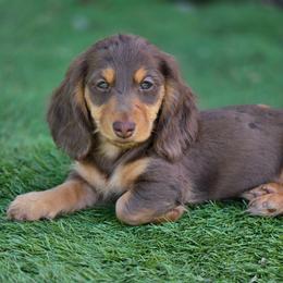 Huckleberry - Chocolate and tan female Dachshund puppy in Lewiston, Idaho from Farmhouse Dachshunds