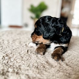 Cornelia - Tri-color Bernedoodle puppy in Grants Pass, Oregon from Royal Empire Bernedoodles