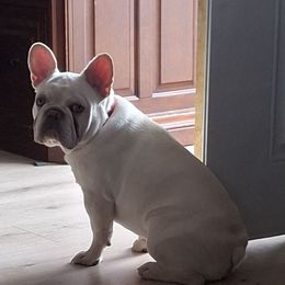 Moose - White male French Bulldog puppy in Cañon City, Colorado from Terri Geiser-Gilchrist