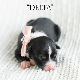 Delta - Black tri female Miniature American Shepherd puppy in Verdi, Nevada from EverSummer Minis