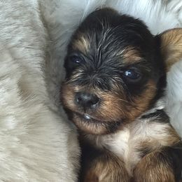 Yorkshire Terriers from Yorkies On The Side